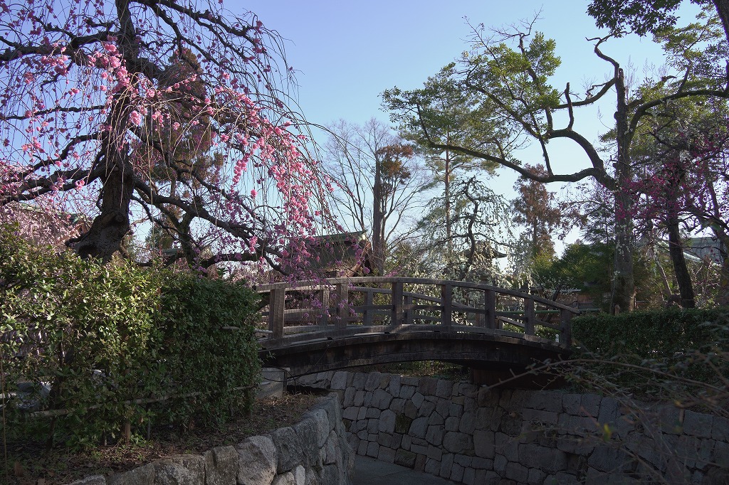 梅 北野天満宮の梅苑と花手水 2 22 京都フォトログ