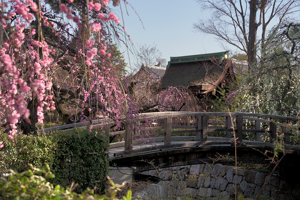 梅 北野天満宮の梅苑と花手水 2 22 京都フォトログ