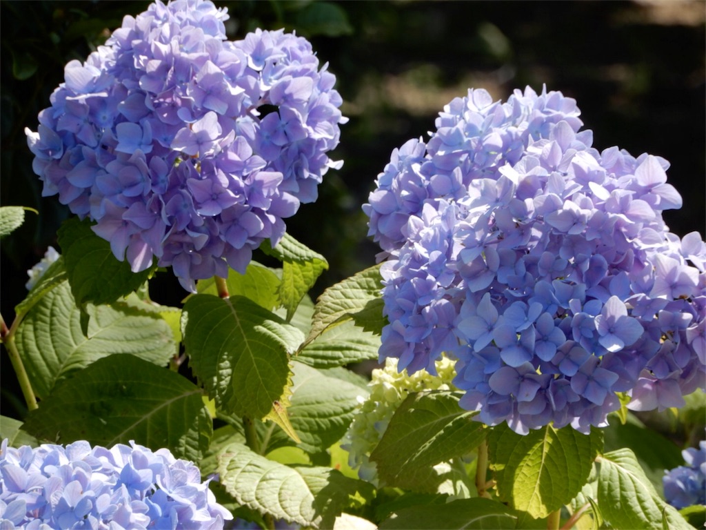 f:id:Recuerdo:20180602205456j:image f:id:Recuerdo:20180602205456j:image