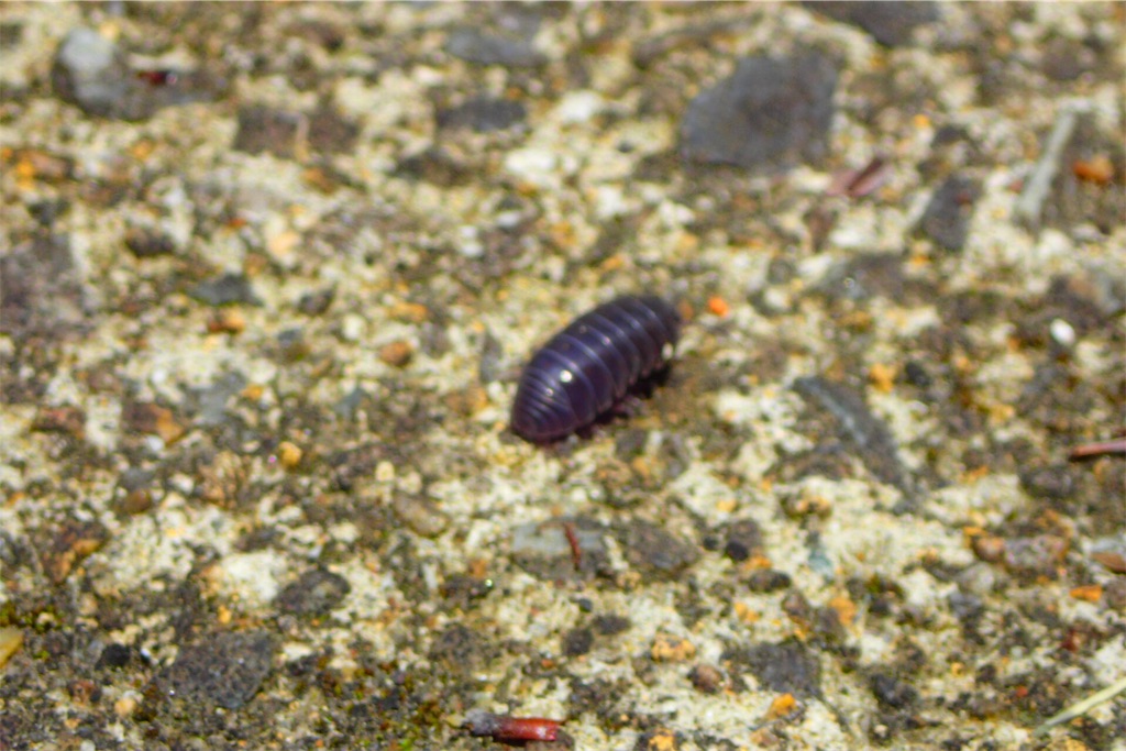 f:id:Recuerdo:20180609211323j:image