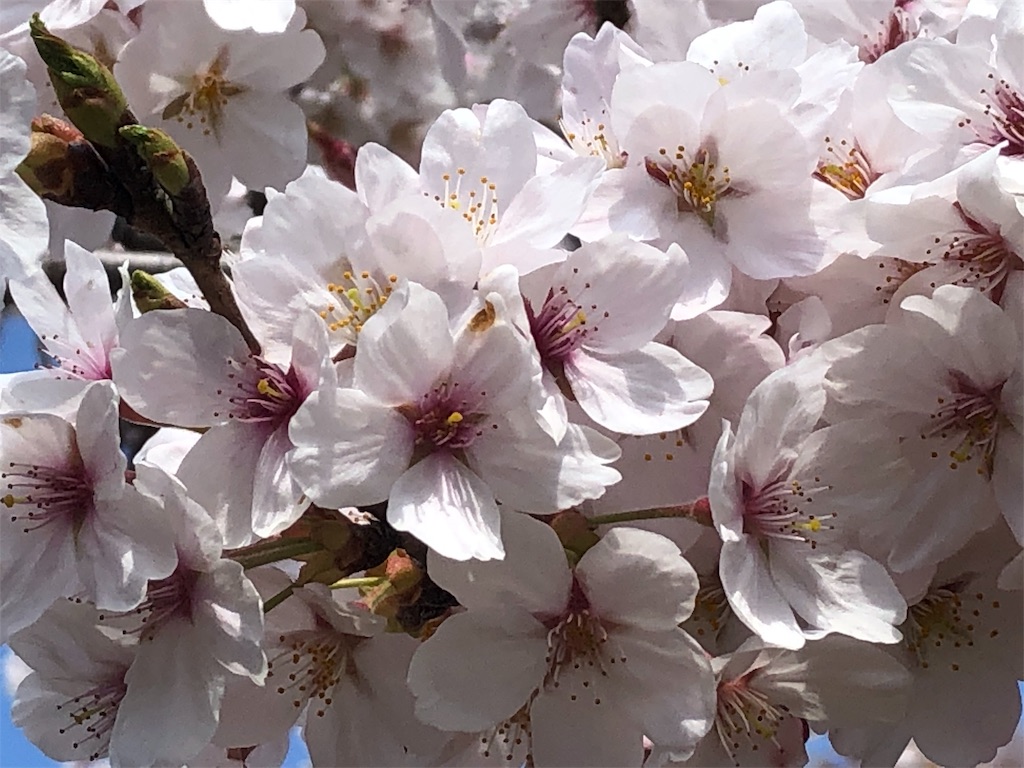 f:id:Recuerdo:20190409203909j:image