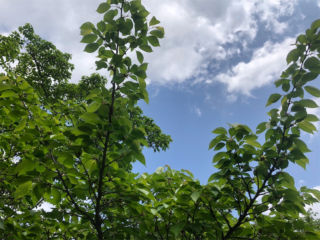 f:id:Recuerdo:20190502214013j:image