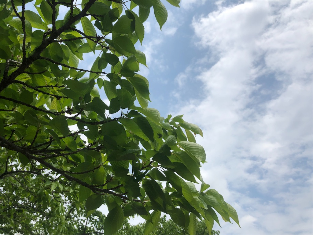 f:id:Recuerdo:20190506190647j:image