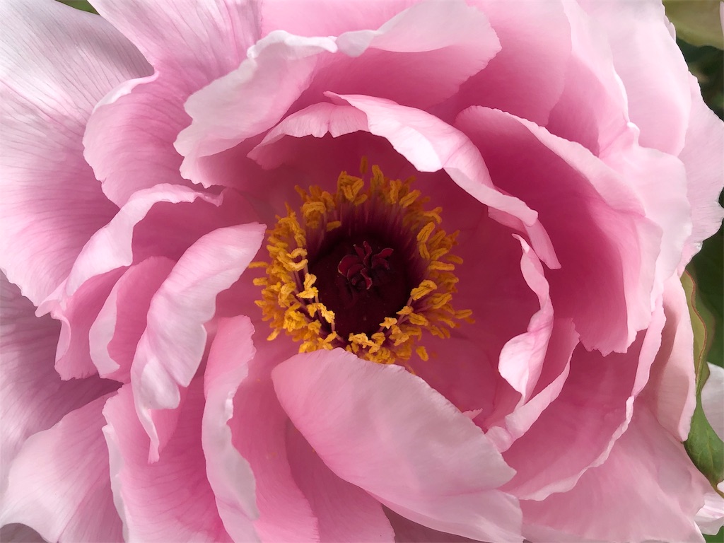f:id:Recuerdo:20190509230407j:image