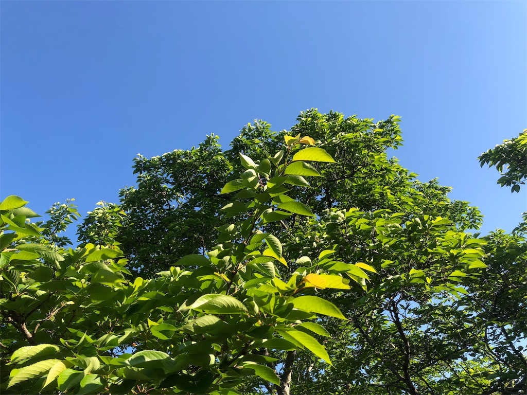 f:id:Recuerdo:20190511184537j:image