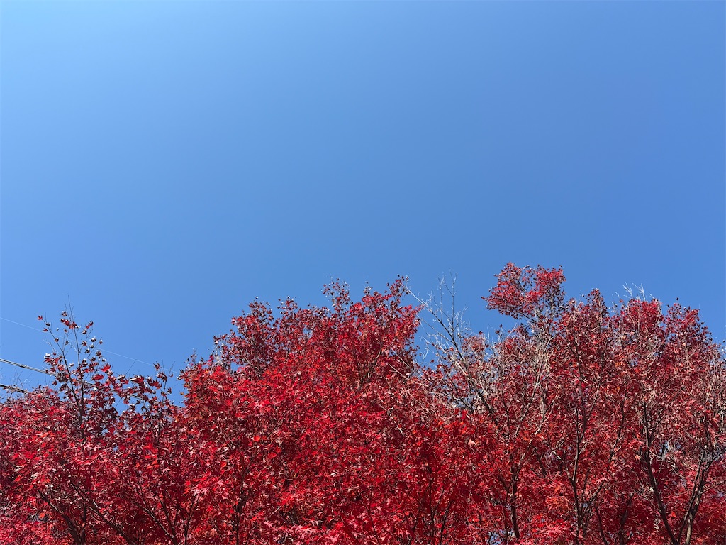 f:id:Recuerdo:20251130200014j:image