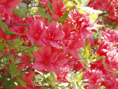 f:id:Red-Comet:20100606120941j:image