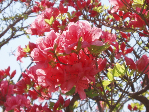 f:id:Red-Comet:20100606123437j:image