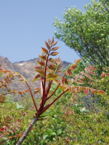 f:id:Red-Comet:20100606123637j:image