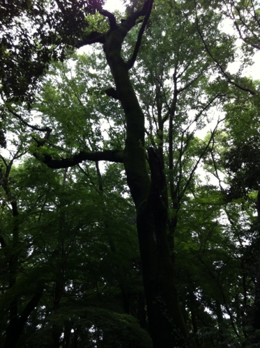 f:id:Red-Comet:20110603104017j:image:w360
