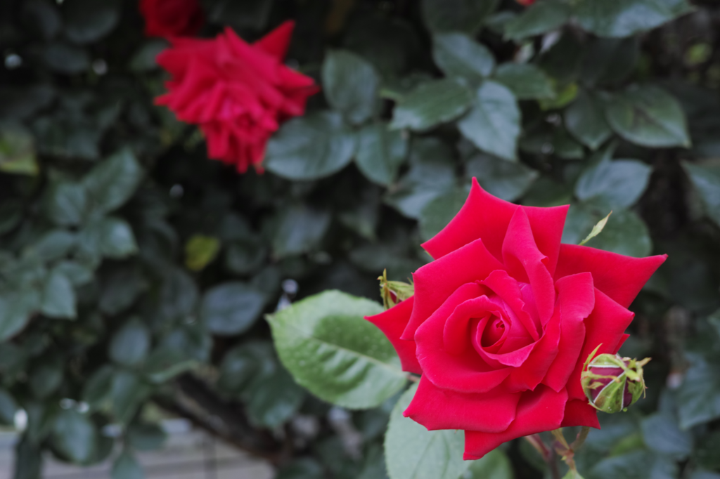 f:id:Red-Comet:20170704220936p:plain f:id:Red-Comet:20170704220936p:plain