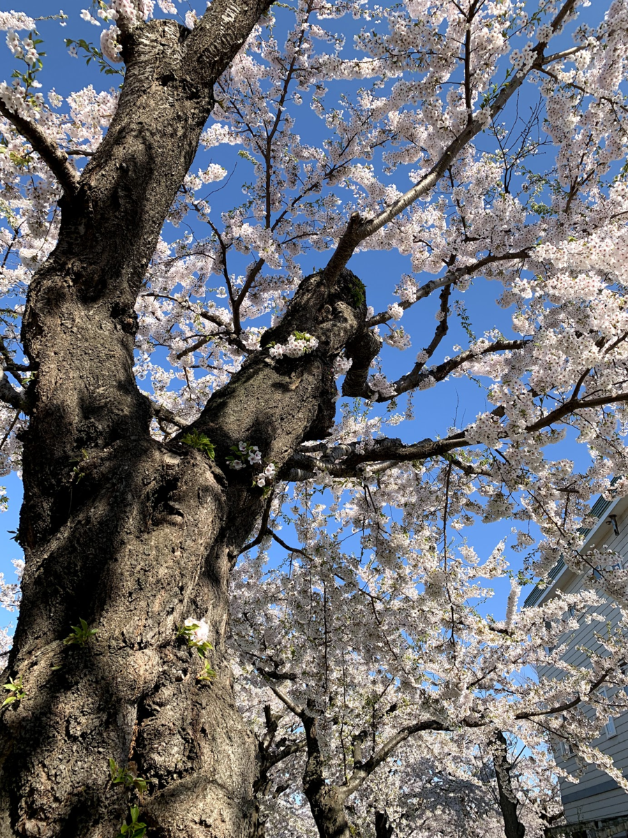 f:id:Red-Comet:20190506164258p:plain