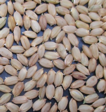 f:id:RedT:20190318232932j:plain