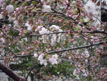 f:id:Rei-Rei:20100403120609j:image f:id:Rei-Rei:20100403120609j:image