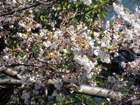 f:id:Rei-Rei:20100405080825j:image f:id:Rei-Rei:20100405080825j:image