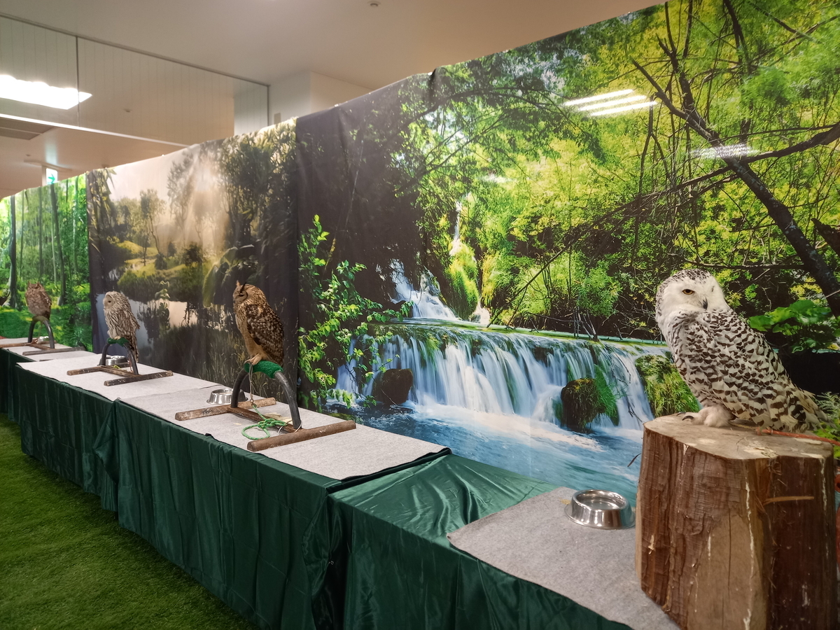 世界のフクロウ展🦉 - Rei's notes