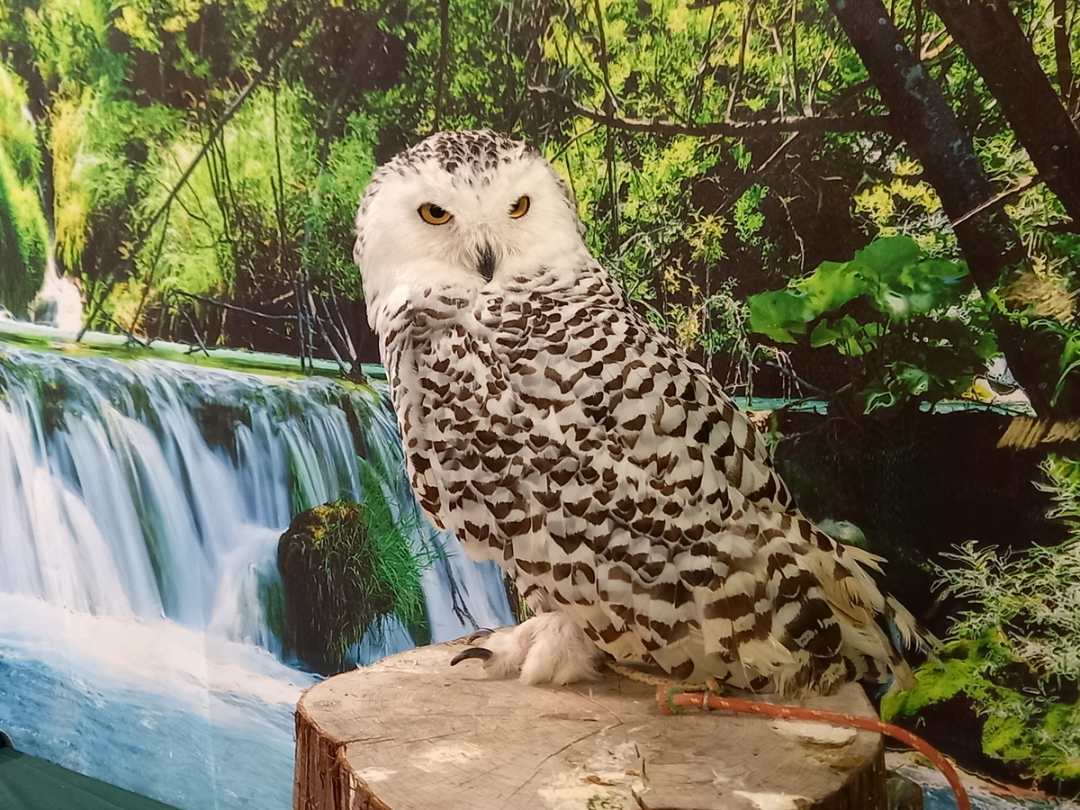 世界のフクロウ展🦉 - Rei's notes