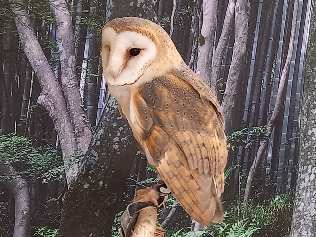 世界のフクロウ展🦉 - Rei's notes