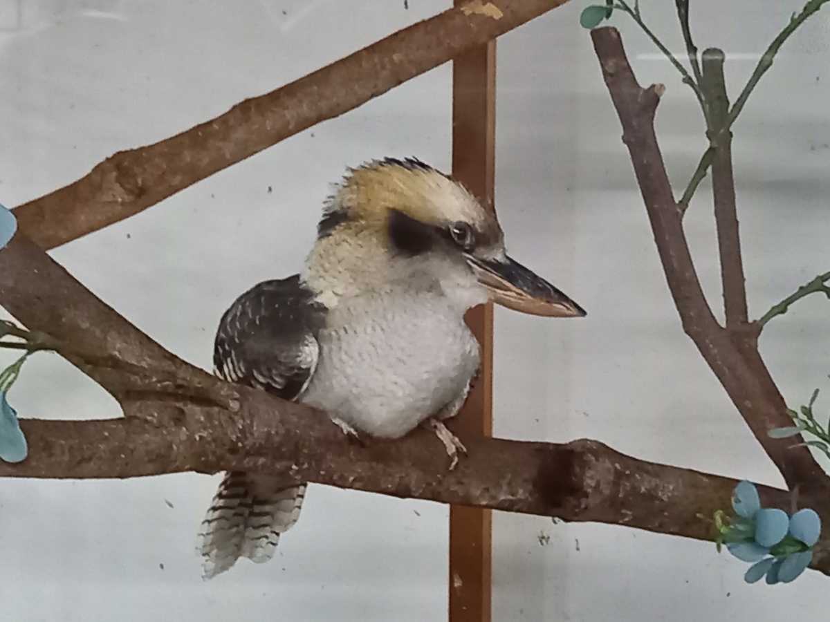 掛川花鳥園 鳥と花とかき氷とBBQバーガー - Rei's notes