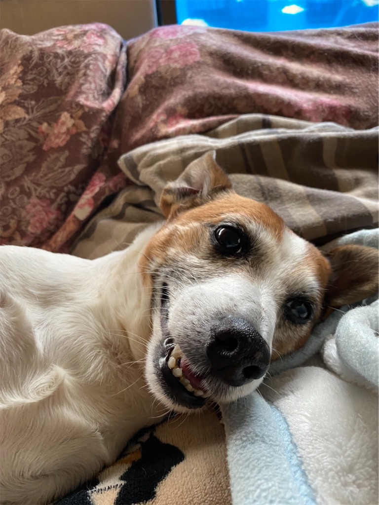 f:id:Reichan25:20200501083638j:image