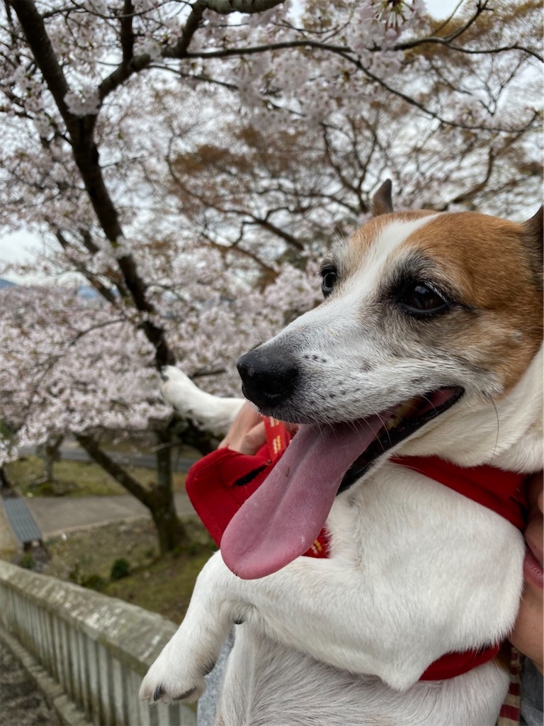 f:id:Reichan25:20200501083643j:image