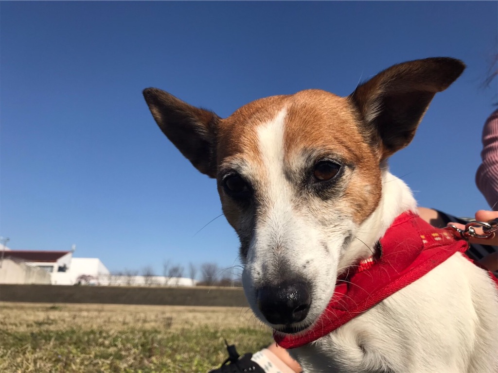 f:id:Reichan25:20200501083651j:image