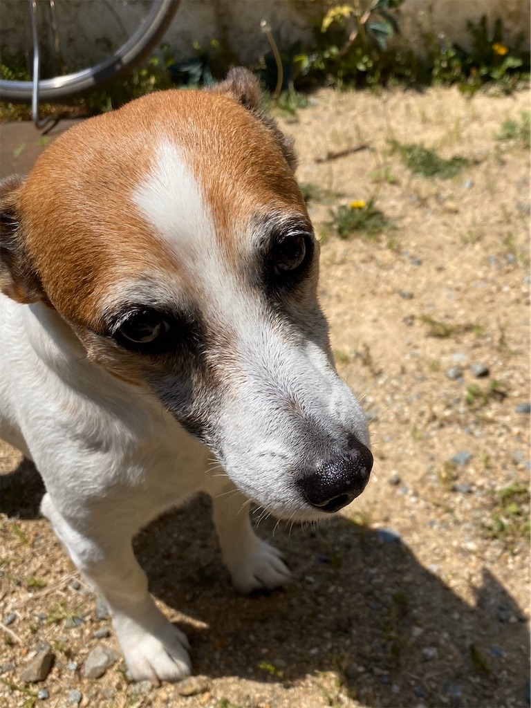 f:id:Reichan25:20200501083654j:image