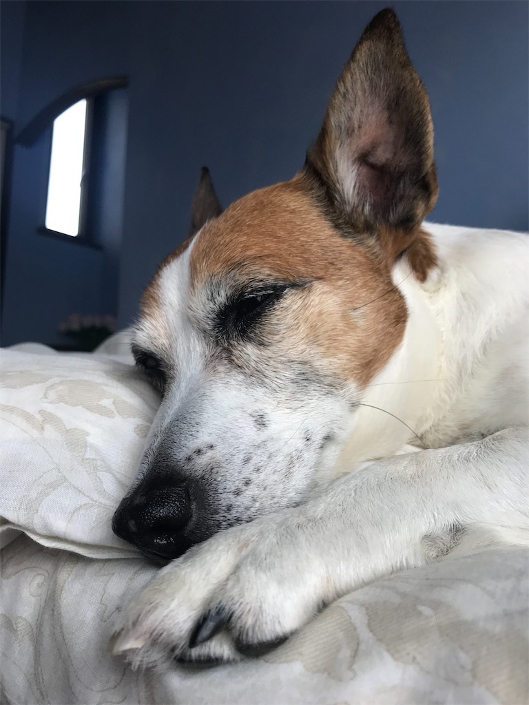 f:id:Reichan25:20200501083702j:image