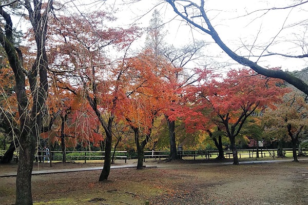 f:id:Reiherbahnhof:20191124164146j:plain f:id:Reiherbahnhof:20191124164146j:plain