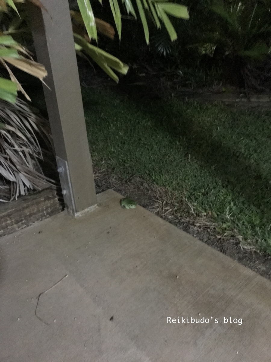 f:id:Reikibudo:20190418223630j:plain f:id:Reikibudo:20190418223630j:plain
