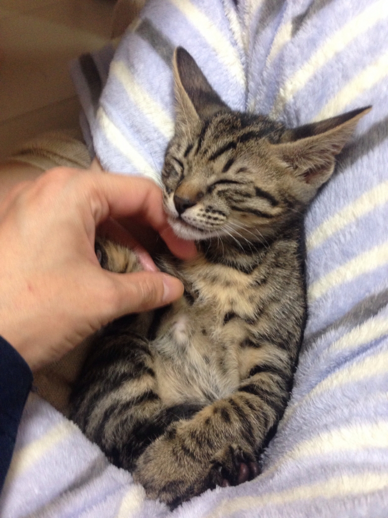 f:id:Reiko_NB:20161120221035j:plain