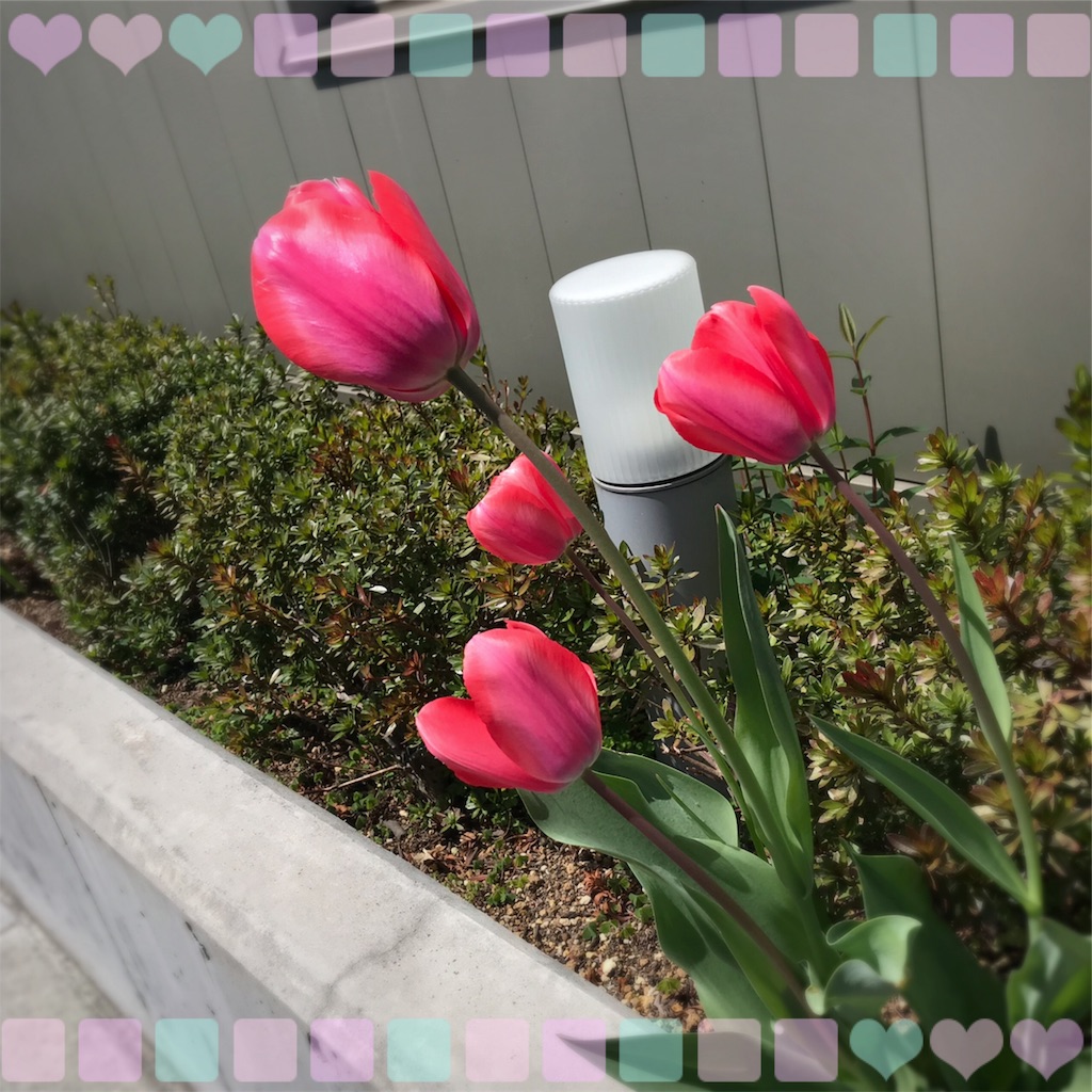 f:id:ReinaHanayume:20190716084605j:image f:id:ReinaHanayume:20190716084605j:image