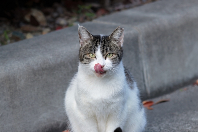 猫舌は食べ方の問題