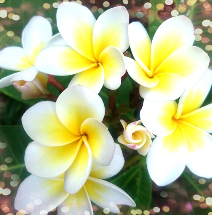 f:id:RelaxationSpaceHarmony:20191201082023j:image