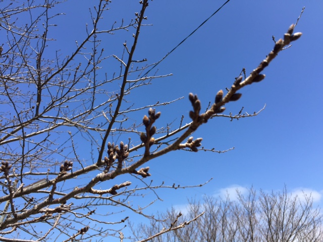 f:id:Repas:20160312120019j:image f:id:Repas:20160312120019j:image