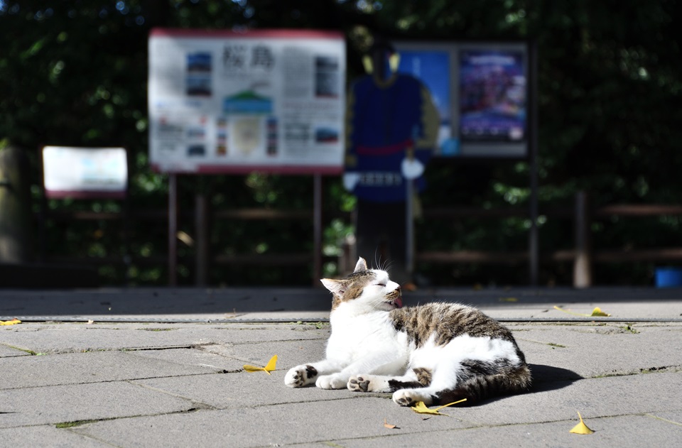 f:id:Reppa:20201214211808j:plain