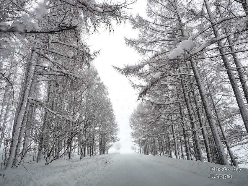 f:id:Reppa:20220113162231j:plain