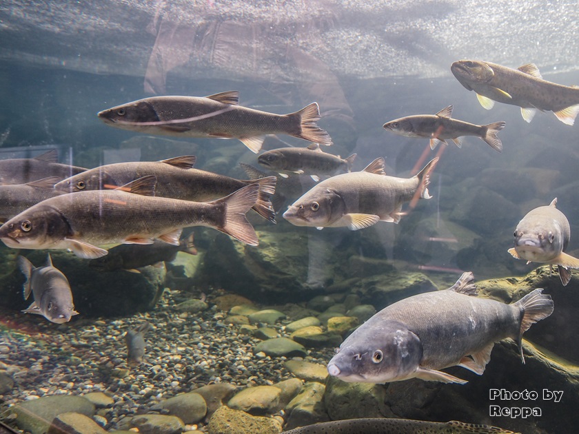 f:id:Reppa:20220120215018j:plain