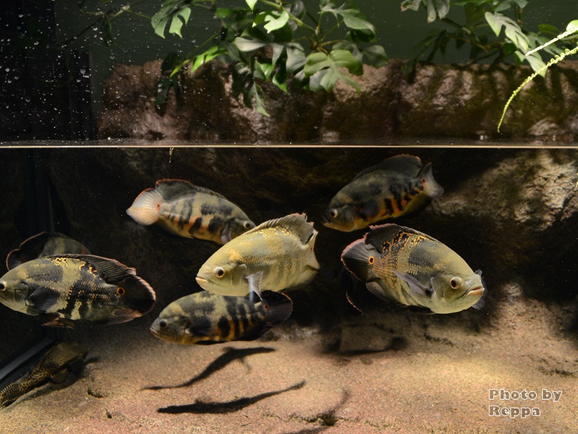 f:id:Reppa:20220120215852j:plain