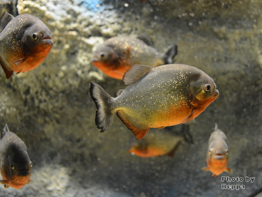 f:id:Reppa:20220120215854j:plain