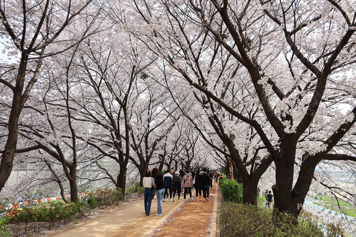 ソウルの桜】漢江沿いのグンサン・ヨムチャンサンに登り，桜のトンネル