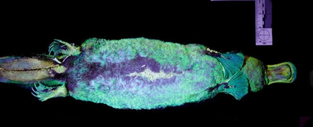 カモノハシ 紫外線で光るカモノハシ - Tokai Animedia