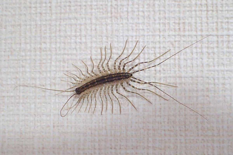 ゲジゲジ Code Cfb ゲジゲジ Code Cfb