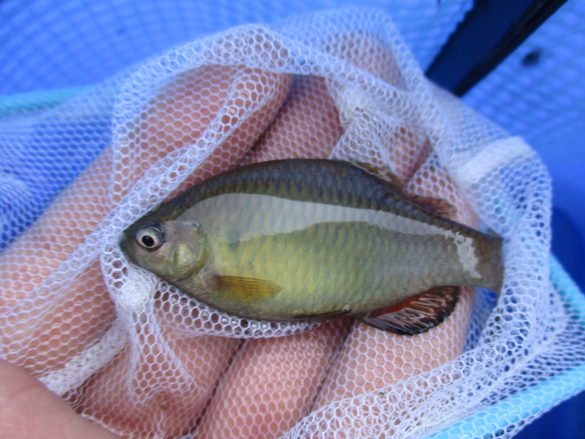 初夏の陽気の中 タナゴ釣りとガサガサ 晴れの都 初夏の陽気の中 タナゴ釣りとガサガサ 晴れの都