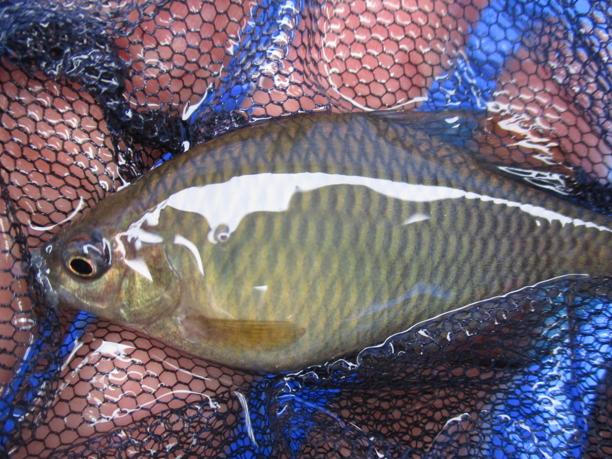 タナゴ釣り上達への長き道のり 晴れの都