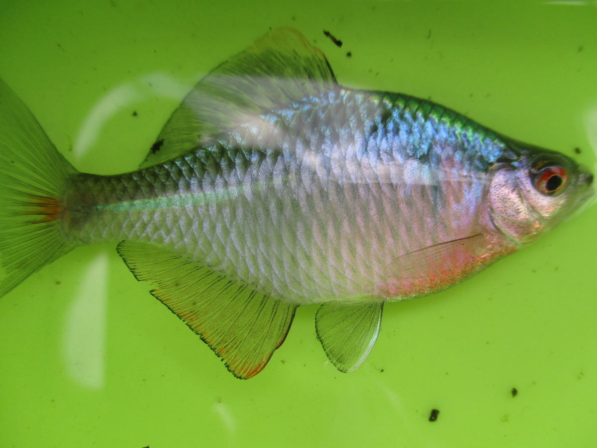 半端ない倉敷市内の用水路のポテンシャル 晴れの都