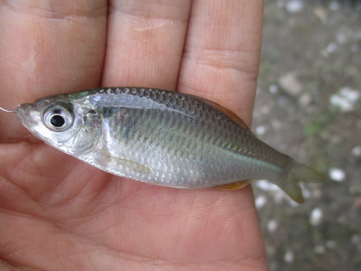 ローカル　タナゴ 倉敷川とその周辺の用水路でタナゴ釣り - 晴れの都