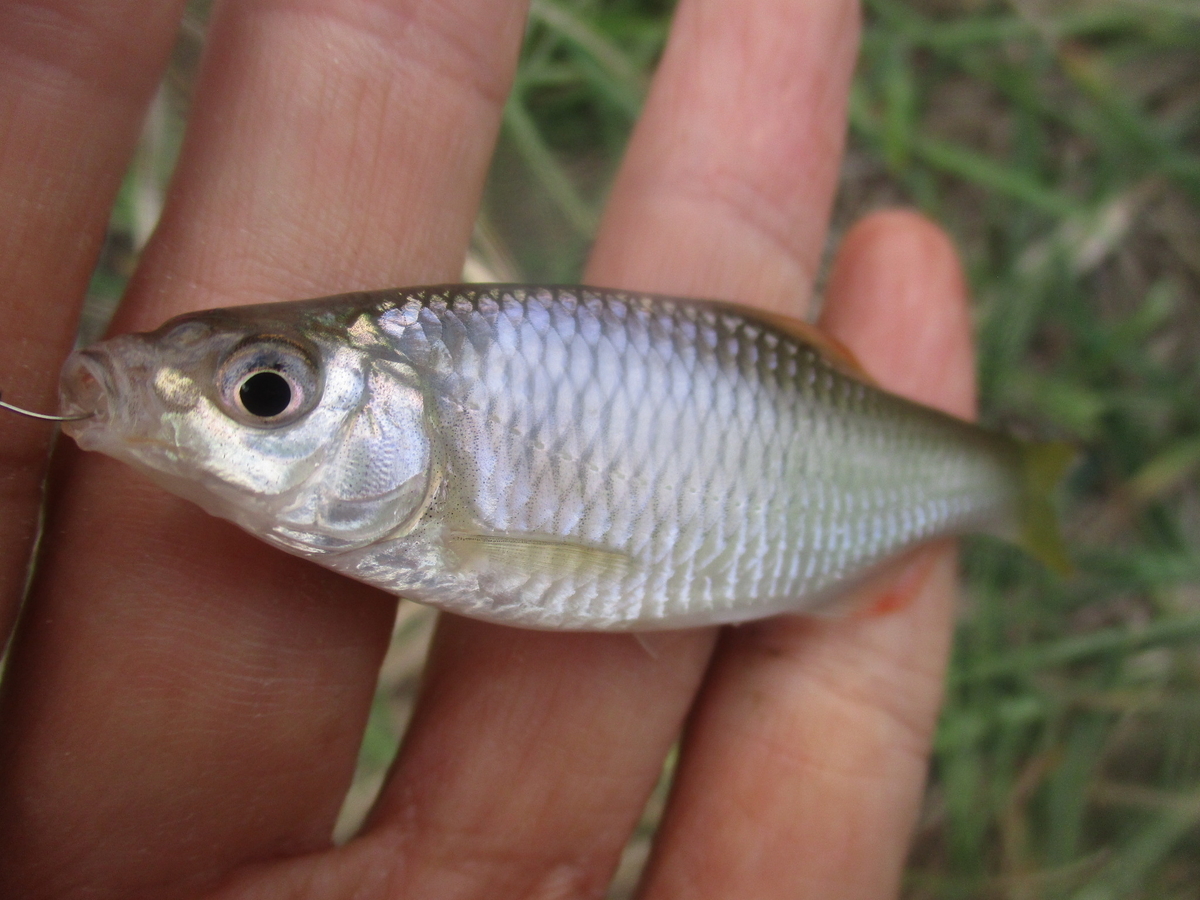 ブルー水路のその後と足守川水系の用水路 晴れの都