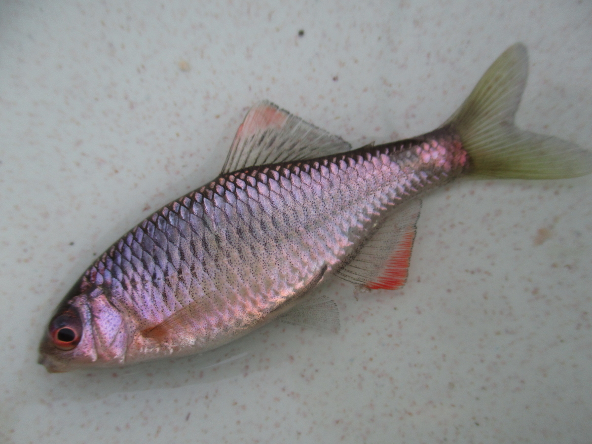 春の陽気に誘われてタナゴ釣りに - 晴れの都