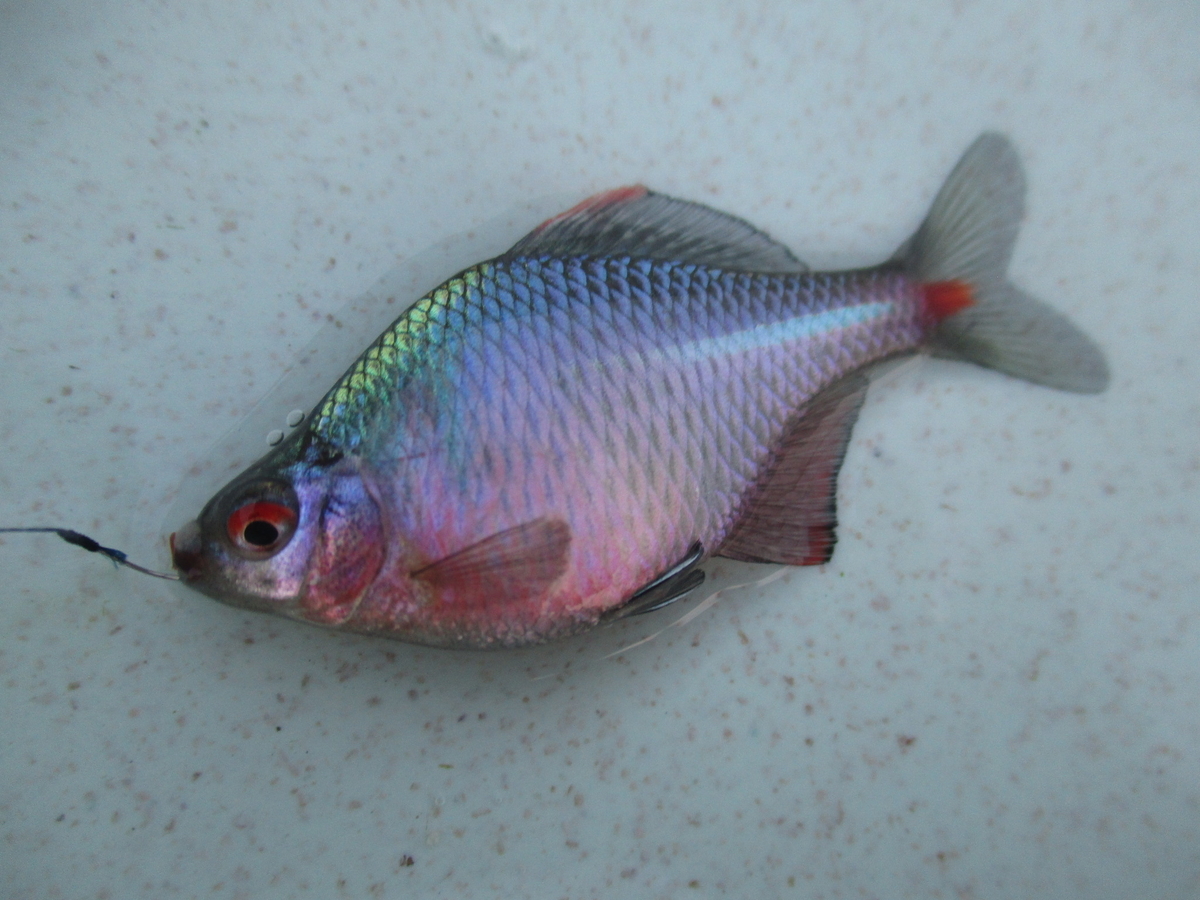 f:id:Rhodeus:20200504224138j:plain f:id:Rhodeus:20200504224138j:plain